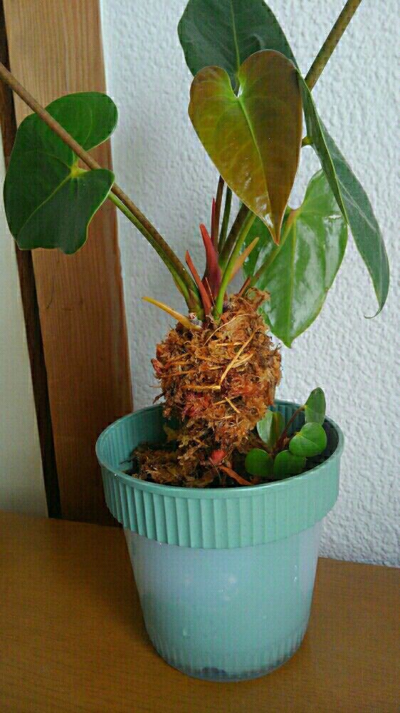 アンスリウムの切り戻し おかんダイアリー