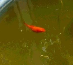 金魚のお腹が膨らんでます お母ちゃんのブログ