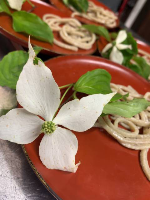 ヤマボウシの花言葉は 友情 噛めば噛むほど味のある そんな友に なりたいですね ホンマに けっこうやなぁ