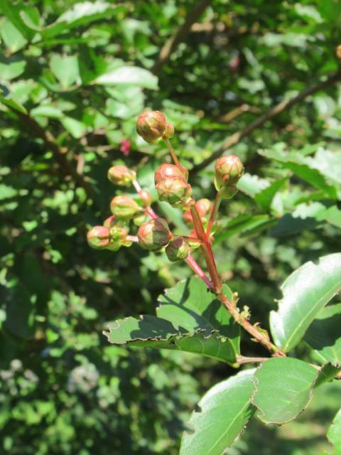 50 60 花なら蕾 70 80働き盛り 90になって迎えに来たら 100まで待てと 追い返せ 恋は芹香で