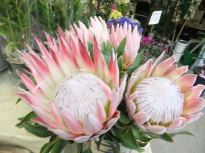私の散歩道 珍しい花 キングプロティア 私の散歩道