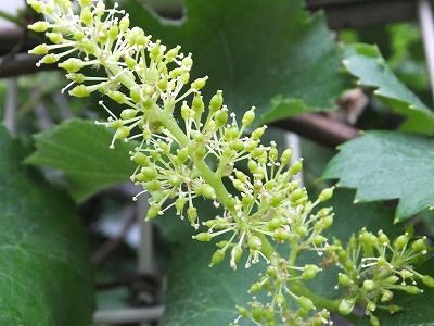 驚いた ブドウの花に花弁がない 私の散歩道