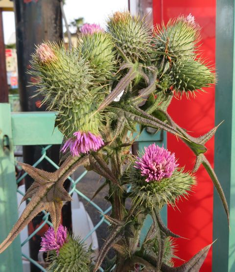 この季節に咲くアメリカ大薊の花 私の散歩道