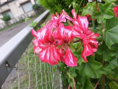 私の散歩道 旅立ちのスゲ 虫食いの朝顔 私の散歩道