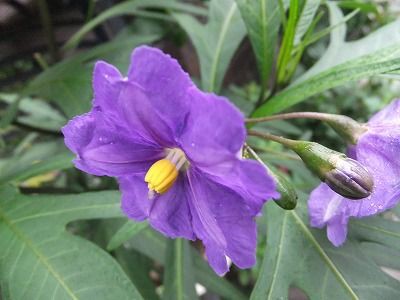 私の散歩道 本日の投稿 画像ストックより 私の散歩道