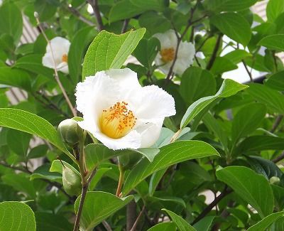 私の散歩道 花それぞれ 踏ん張れ にっぽん 私の散歩道