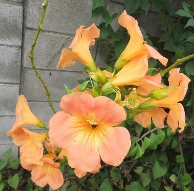 暑いのに元気に咲く花 私の散歩道