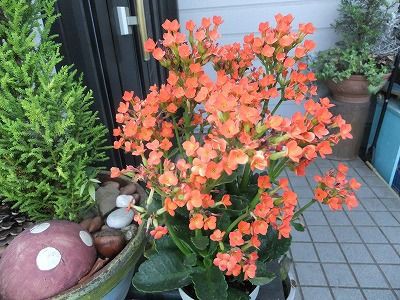 私の散歩道 暑いのに花は咲いている 私の散歩道