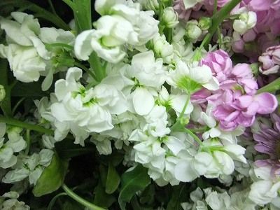 私の散歩道 スプレーストック ブバルディアの花 私の散歩道