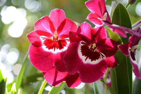 変った蘭の花 私の散歩道