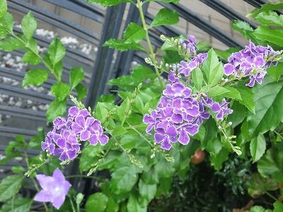 ジュランタ タカラズカの花 私の散歩道
