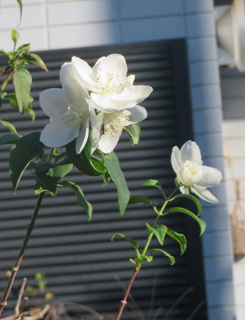 返り咲きの花バイカウツギとシモクレン : 私の散歩道