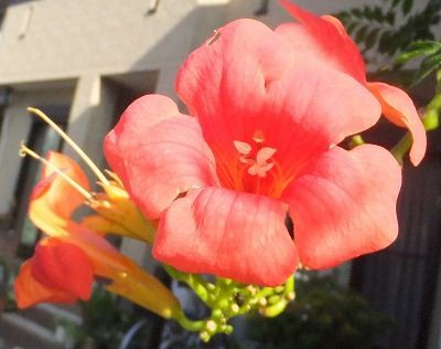 暑いのに元気に咲く花 私の散歩道