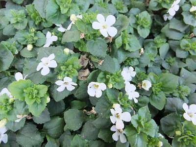 私の散歩道 花屋さんで一休み 私の散歩道