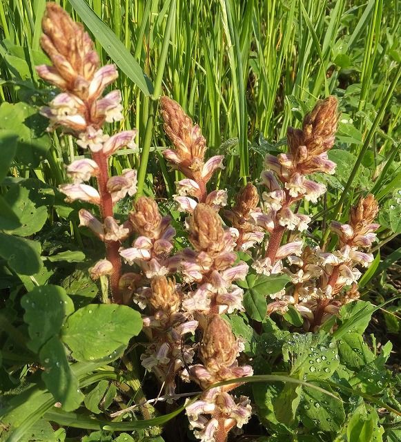 ヤッコソウとヤセウツボ 寄生植物２種 私の散歩道