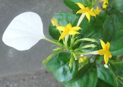 私の散歩道 暑いのに花は咲いている 私の散歩道