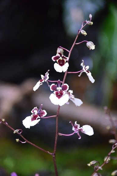 変った蘭の花 私の散歩道