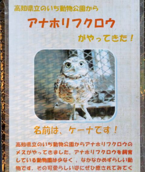 大宮公園内子供動物園アナホリフクロウ 私の散歩道