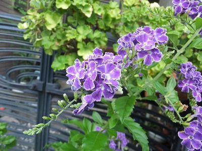 ジュランタ タカラズカの花 私の散歩道