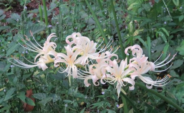 彼岸花とホウの実 私の散歩道