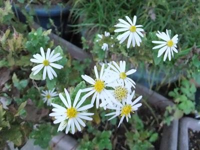 私の散歩道 秋の花と実 私の散歩道