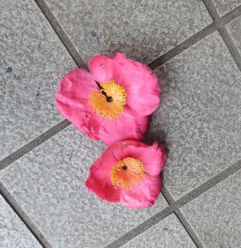 椿と山茶花の区別 私の散歩道