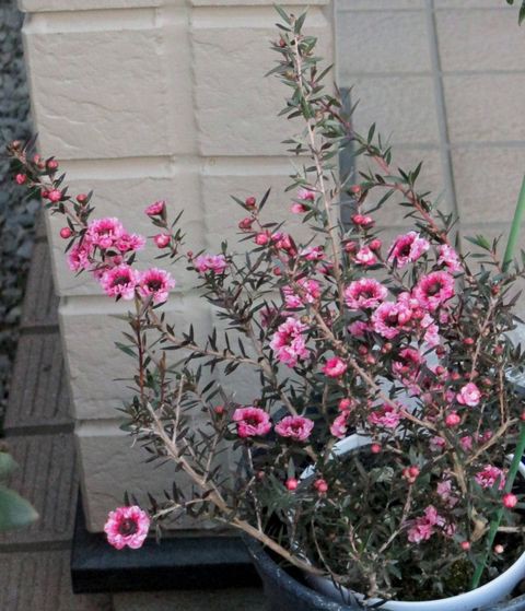 ギョリュウバイの花 私の散歩道