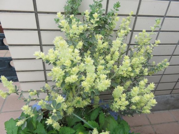 待ちわびたロータスブリムストーンの開花 私の散歩道