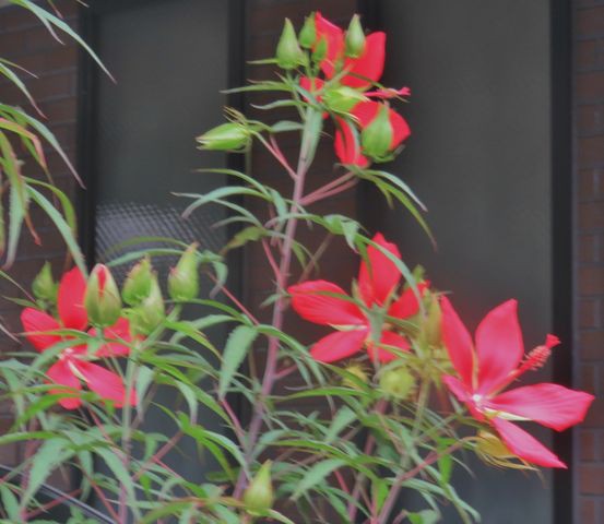 真夏の花 画像ストックより 私の散歩道
