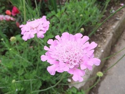 私の散歩道 知人の花壇と子犬 私の散歩道