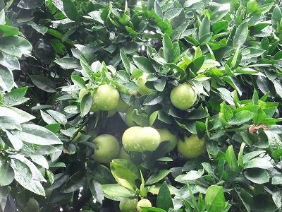 私の散歩道 コスモス祭りとグレープフルーツ 私の散歩道