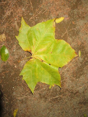 プラタナス スズカケ の四季 私の散歩道