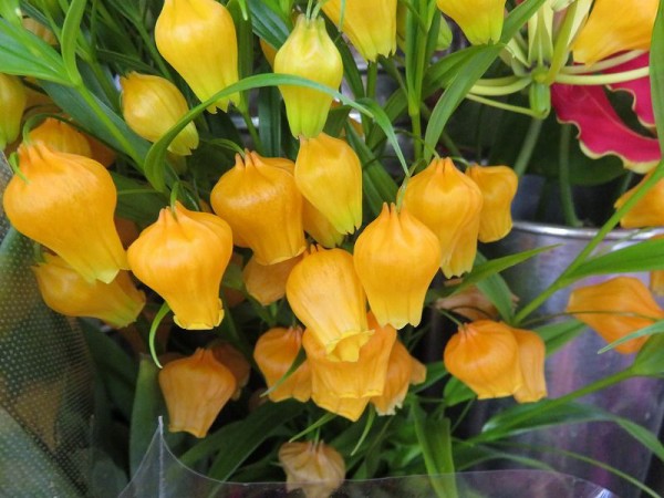 サンダーソニアと福寿草 私の散歩道 サンダーソニアと福寿草 私の散歩道