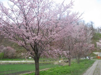 三笠市岡山 千本桜 ヤッチノさとしの北海道旅日記 千客万来