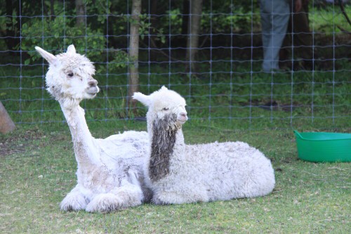 恵庭市 えこりん村のアルパカ ヤッチノさとしの北海道旅日記 千客万来