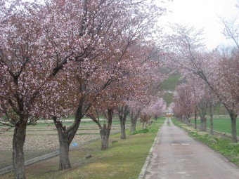 三笠市岡山 千本桜 ヤッチノさとしの北海道旅日記 千客万来