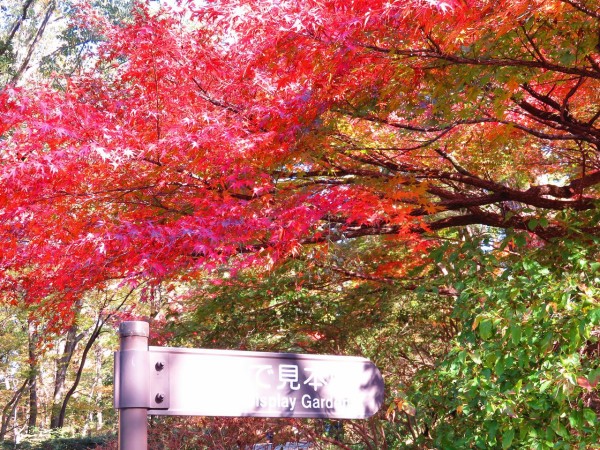 森林公園でカエデ モミジ図鑑 武蔵丘陵森林公園 Tsu さんの山旅blog