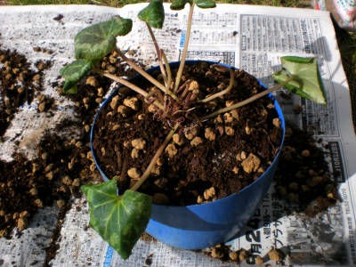 シクラメンの夏越し記録９ 11 10 3 足跡 講習会 イベント記録