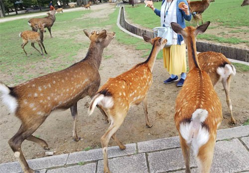 奈良の旅 鹿アタックと珍スイーツ イッてるビーム ぼやき 珍写真館neo
