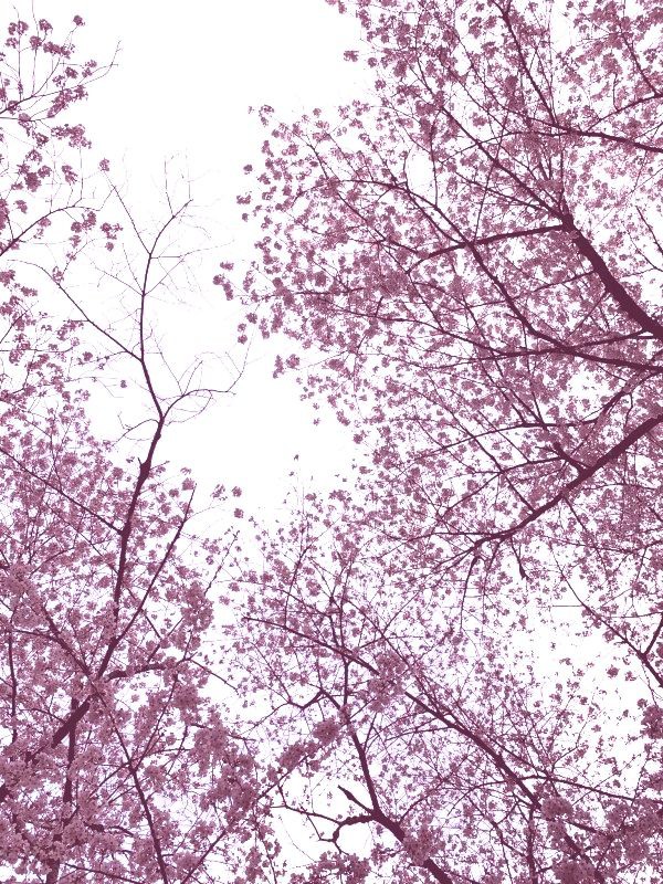 河村隆一の桜とrukiの写真と口の中の話 幸運日記 W