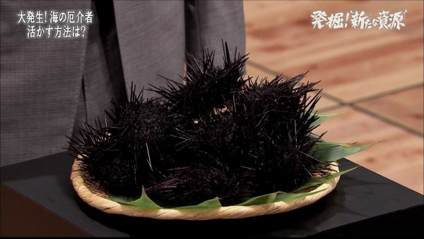 キャベツウニ 三浦半島 キャベツ ムラサキウニ ガイヤ とりあえず やってみる Small Step Sky Park