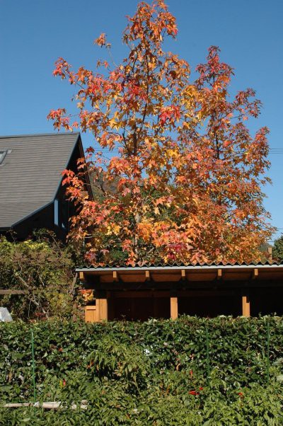 アメリカフウの剪定作業 木漏れ日のさすガーデン