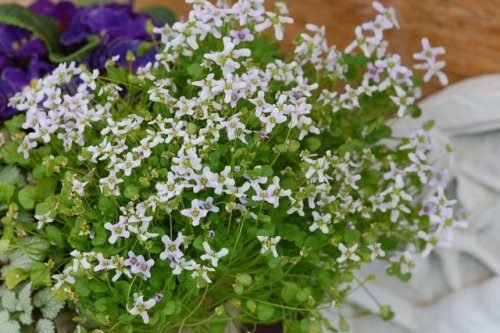 園芸店の花を撮る 木漏れ日のさすガーデン