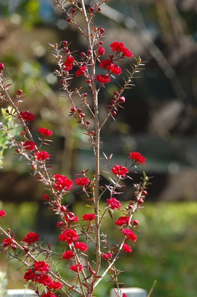 冬の庭管理作業をする中で 木漏れ日のさすガーデン