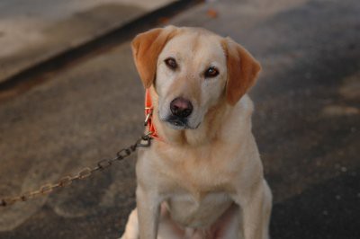 犬はパートナー 不思議な動物である 木漏れ日のさすガーデン