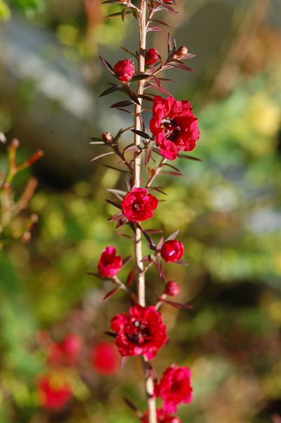 冬の庭管理作業をする中で 木漏れ日のさすガーデン