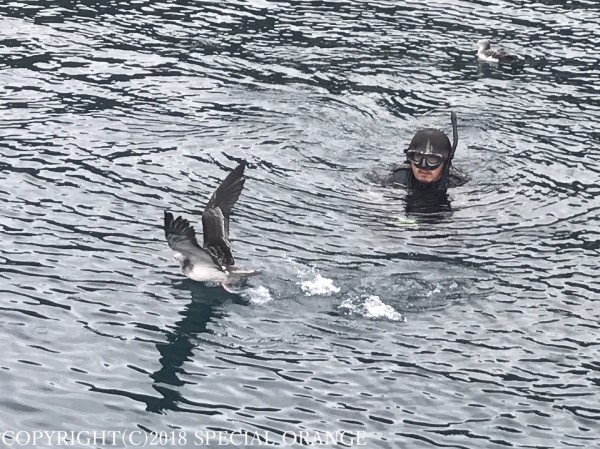 作業潜水の港で スペシャルオレンジ御蔵島ガイドサービス