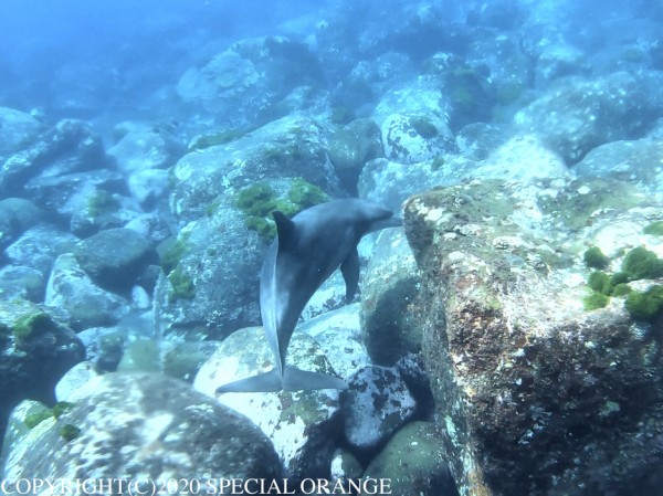 6 17 誕生日も海 スペシャルオレンジ御蔵島ガイドサービス