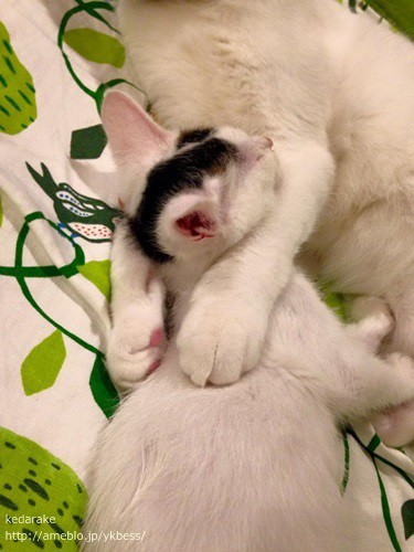 ほっこり まるで親子みたい Kedarake 猫との暮らしは素敵なことだらけ ほっこり まるで親子みたい Kedarake 猫との暮らしは素敵なことだらけ
