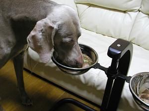 わん卓で 大型犬の無理なく食事姿勢が自然です ビッテ商店のわんちゃん用品のあれこれ